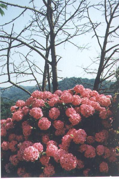 Flores en la Andobaya