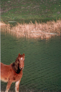 Laguna en el Ciacal